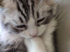 -飞行喵MR PILOT|猫舍·猫咖(静安大融城店)