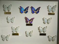 -上海昆虫博物馆