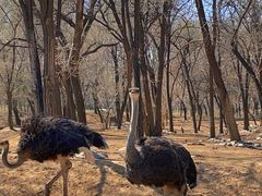 -北京野生动物园