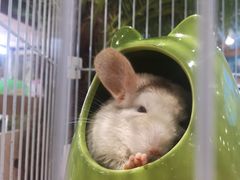 -龟与熊猫宠物公园(南坪店)