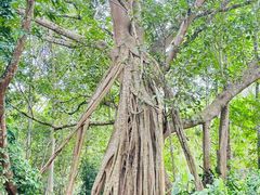 -中国科学院西双版纳热带植物园