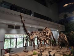 -自贡恐龙博物馆