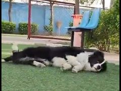 -宠物寄养训练学校