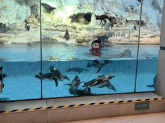 -帝企鹅自助餐厅•儿童岛•真企鹅(长隆企鹅酒店)