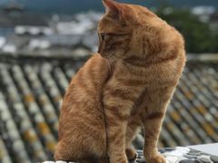 -喵屿·大理花园猫咖