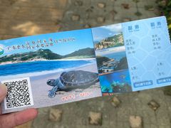 -广东惠东海龟国家级自然保护区