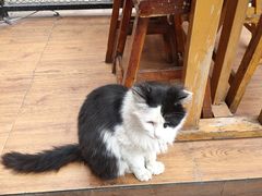 -猫姑娘大盘鸡(商城路店)