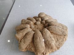 -中国西峡恐龙遗迹园