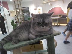 -喵园·猫主题咖啡厅·撸猫·猫咖(国贸店)
