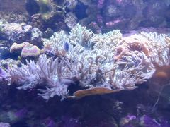 -悉尼海洋生物水族馆