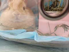 -爱侣宠医·鹦鹉专科·小型哺乳类·异宠专科(灵石路店)