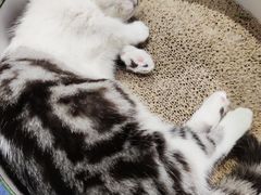 -藏猫猫咖啡主题馆(中央大道店)