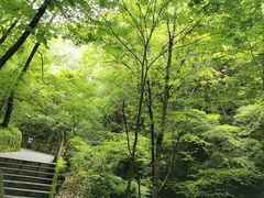 -牛背梁国家森林公园