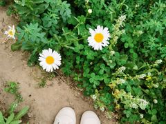 -大兴滨河森林公园