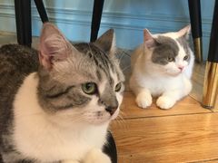 -遇见羊驼·奶狗咖·布偶猫咖·法斗柯基柴犬阿拉斯加(春熙路太古里IFS店)