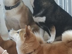 -是阿柴呀！柴犬咖啡·爱喵喵猫咖