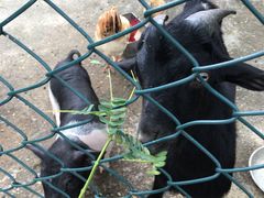 -佛山祈福仙湖酒店