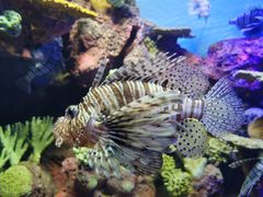 -上海海洋水族馆