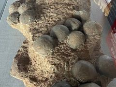 -中国西峡恐龙遗迹园