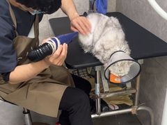 -瑞鹏宠物医院·骨外科·心肾科·肿瘤科(九亭店)