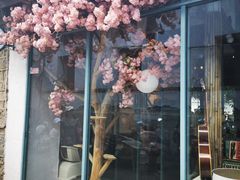 -喵屿·大理花园猫咖