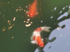 只羡鸳鸯不羡仙-香山家宴