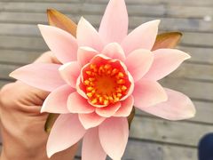 -映月湖中央公园