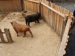 -米果果小镇