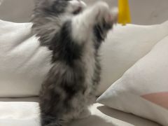 -momokira米努特·德文卷毛猫·棉花面纱犬