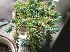 -联合口腔(西环诊所)