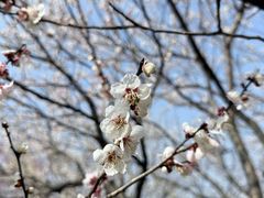 -香雪海