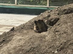 -横道河子东北虎林园