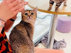 -三花喵·撸猫购宠·宠物生活馆(虹桥南丰城店)