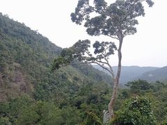 -海南热带雨林国家公园吊罗山景区