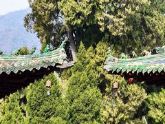 -报恩寺(平武县)