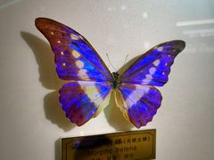 -上海昆虫博物馆