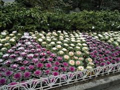 -西湖外事游船(花港观鱼码头)