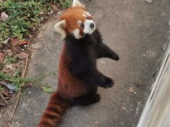 -合肥野生动物园
