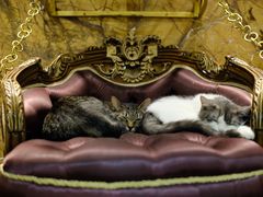 -more than meow吴止猫主题餐厅(承德 中船汇店)