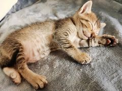 -瑞鹏宠物医院·骨科·猫科·内科(第一中心)