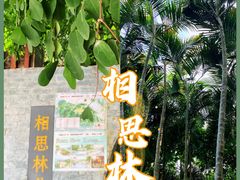 -银湖山郊野公园-相思林