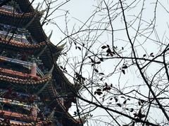 -铁山坪森林公园