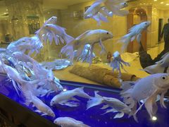 -陇菜和盛祥(金轮宾馆店)