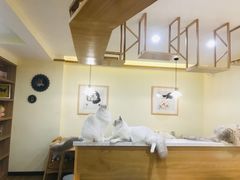 -滚猫咖啡·猫咖·猫友好撸猫(未来城店)