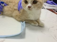 -福州肆爪动物医院