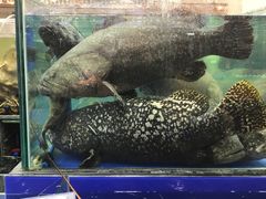 -东江海鲜酒家(艺都分店)