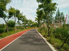 -上海长兴岛郊野公园