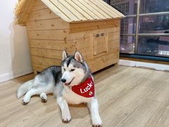 -Husky Go! 哈士奇体验馆·宠物咖啡厅狗咖