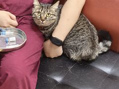 -瑞派天宁宠物医院·猫科·异宠中心