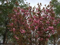 -长白岛森林公园